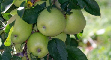 Jabloň quinti - rysy pěstování